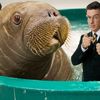 Video: Stephen Colbert Welcomes Brooklyn's New Baby Walrus